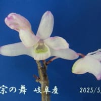 　石斛　せっこく　セッコク　菊　令和７年5月２５日