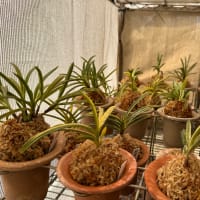 植え替え