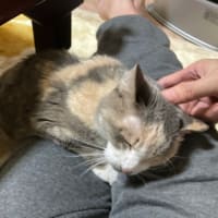いくつになっても甘えん坊