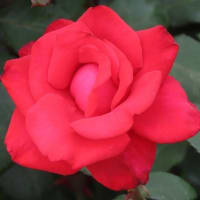 東京ドイツ村　薔薇