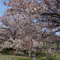 舎人公園（とねりこうえん）の桜とネモフィラ　広々として美しい‼