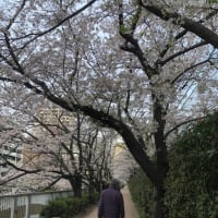 桜のトンネルです。