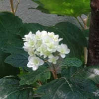 紫陽花の季節だが気温は夏だ！