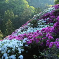 【　5万本のツツジが咲く丘＜前編＞　】