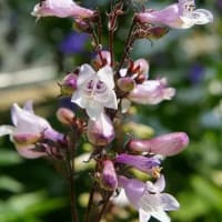「童謡の会」コンサート／庭の花