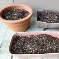 芋から育てた紫サツマイモの苗を植えました
