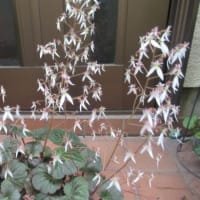 5月中旬の花