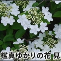 音符「夐ケイ」＜はるか＞ と「瓊ケイ」