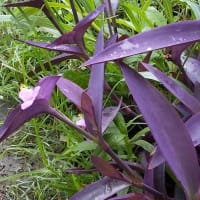 ゴーヤ栽培 雌花が咲かない らいちゃんの家庭菜園日記 ゴーヤ栽培 雌花が咲かない らいちゃんの家庭菜園日記