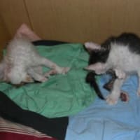 里親さま募集一時停止させていただきます。