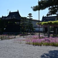 藤めぐり