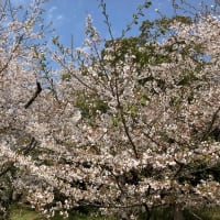 桜🌸日光浴☀️　2025-4.8+9