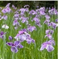 花菖蒲
