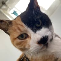 ＧＷは