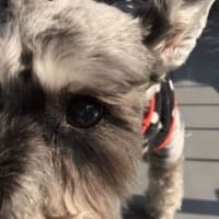 母方の実家へ新年のご挨拶とカニ鍋～♪