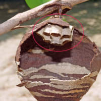 コガタスズメバチ（小型雀蜂）　初期巣の内部構造！