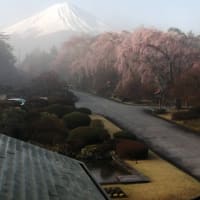 ４月１２日🌸富士北麓さくら開花情報🌸by富士ビューホテル