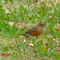 農業公園のアカハラ ・・・ 4月16日