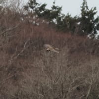 クマタカさんの力を借る