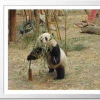 北京のパンダを見て、平和を感じる・・