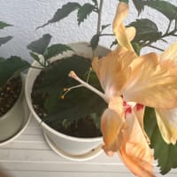 菖蒲園より