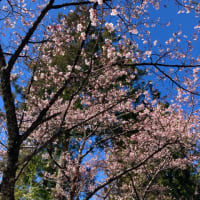 伊那小沢駅の寒桜