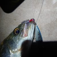 バラシ無し！カルティバ最高