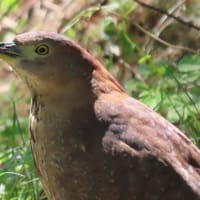 高ボッチ高原・鉢伏山で見た鳥　ミゾゴイ（溝五位）