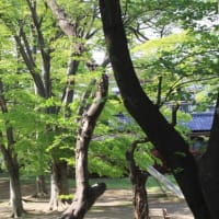 ４月２５日現在の与野公園のバラの状況