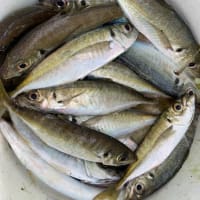 宝昌丸　7月3日の釣果