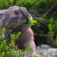 北海道で出会った鳥たち❽‼️    2025.6.20   撮影