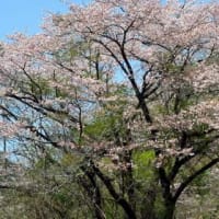 岐阜県恵那市串原周辺の桜散り始め