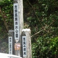 志賀高原で花探し