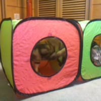 ミーとチビの新しい遊び場