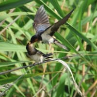 ツバメの餌渡し ・・・ 7月25日 毛馬で