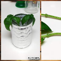 07月16日 一日雨が降ったり止んだり。