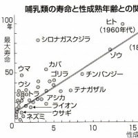 『ゾウは長命』『サメの性成熟期間』『体は「遺伝子の乗り物」』