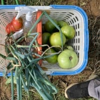 黄化葉巻病のトマトを片付けた