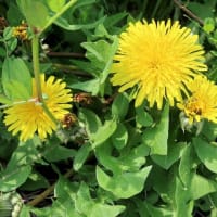 家庭菜園苗植付けほか