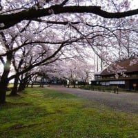 桜、満開の木戸五郎兵衛村