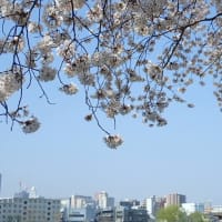 大和田桜と去年の蘭