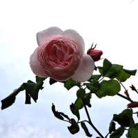 庭の花　アナベル・バラ・クチナシ