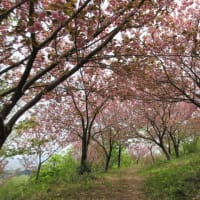 倶利伽羅峠の八重桜と新緑