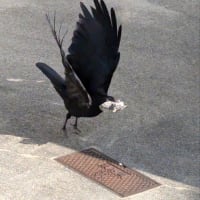 自然の摂理　②