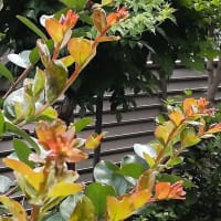 狭い庭にも自然の溢れる季節です