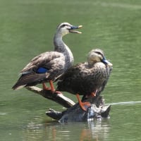 ７月下旬の森山とG沼