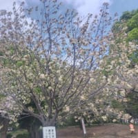 西郷山公園の桜　2024
