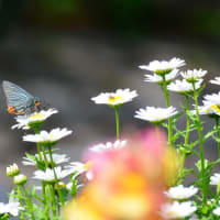 青い翅のセセリ蝶