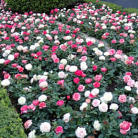 KIOI ROSE WEEK 2025