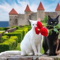 福山ばら祭り2024　St. ヴァレンタイン福山　白黒猫とバラ